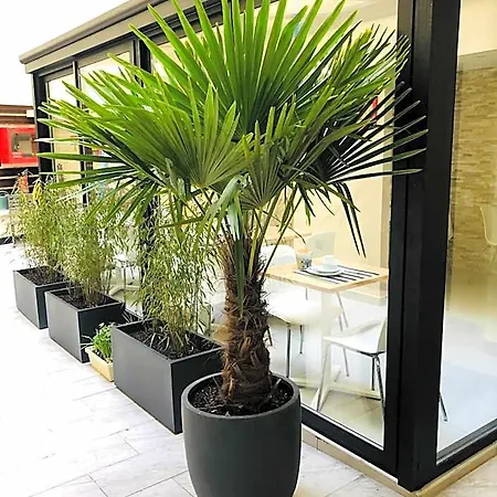 马莫泰星晨酒店 酒店 3*